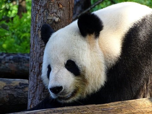 Panda,  Turėti,  Zoo,  Žinduoliai,  Mielas,  Kinija,  Išnykstantis
