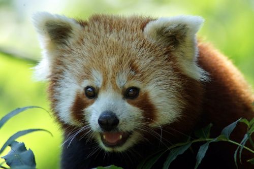 Panda, Raudonoji Panda, Uždaryti, Asija, Turėti, Mažas Meškiukas