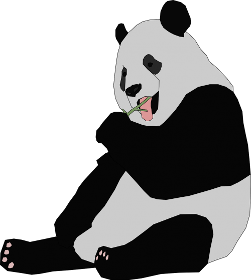 Panda, Gyvūnas, Turėti, Laukiniai, Zoologijos Sodas, Laukinė Gamta, Asija, Kinija, Buveinė, Zoologija, Kinai, Džiunglės, Nykstantis, Bambukas, Dykuma, Rytietiškas, Šaudyti, Valgymas, Nemokama Vektorinė Grafika