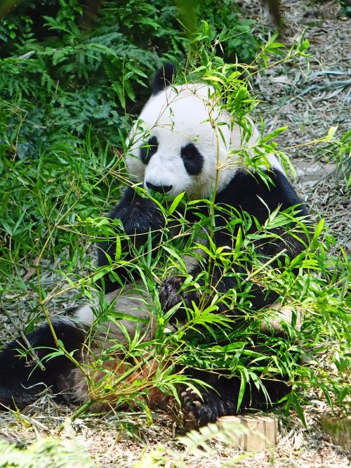 Panda, Nykstantis, Retas, Apsaugotas, Bambukas, Nacionalinis Lobis, Zoologijos Sodas, Laukinė Gamta, Išsaugojimas, Jia Jia, Filialas, Gamta
