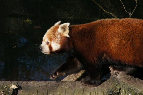 Panda, Raudonoji Panda, Pandos Lydinys, Plėšrūnas, Nykstantis
