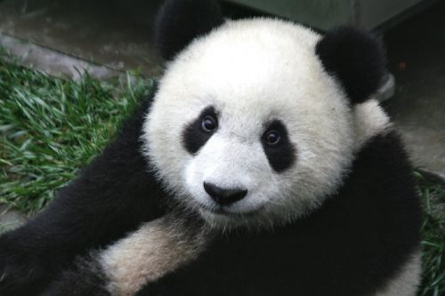 Panda, Cub, Laukinė Gamta, Zoologijos Sodas, Mielas, Kinija, Žinduolis, Gamta, Turėti, Gyvūnas, Juoda, Balta, Asija