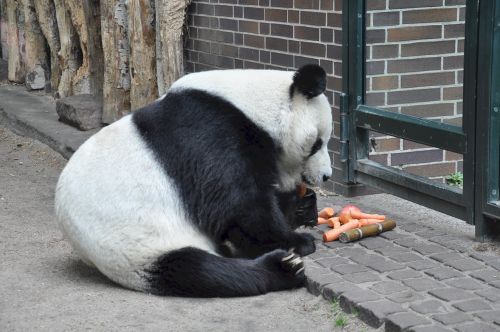 Panda, Milžiniška Panda, Turėti, Balta, Juoda, Zoologijos Sodas, Laukinė Gamta, Asija, Žinduolis, Sėdi, Valgymas