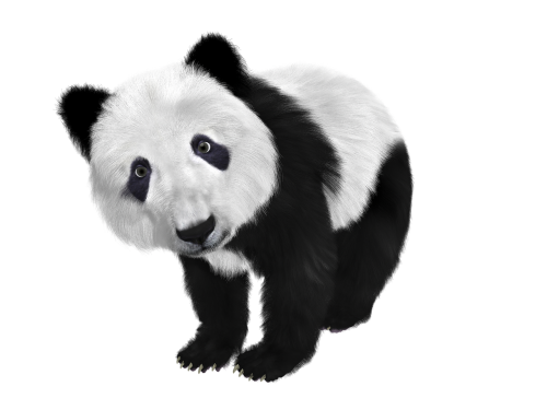 Panda, Panda Kūdikis, Kinija, Tonas, Pūkuotas, Juoda Ir Balta, Gyvūnas, Veidas, Kailis, Žinduolis, Purus, Linksma, Mielas, Gamta, Galvos Piešinys