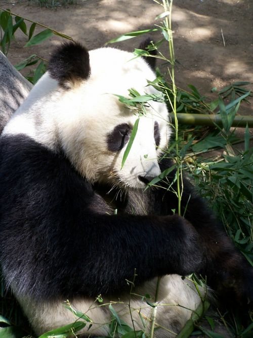 Panda, Milžiniška Panda, Zoologijos Sodas, San Diego Zoologijos Sode, Nykstantis, Gyvūnas, Turėti, Kinija, Žinduolis, Asija, Valgymas, Bambukas