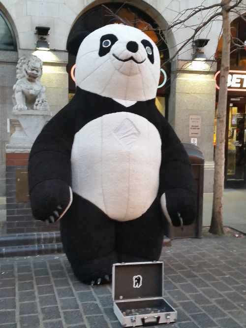 Panda, Milžinas, Meldimas, Kinijos Miestas