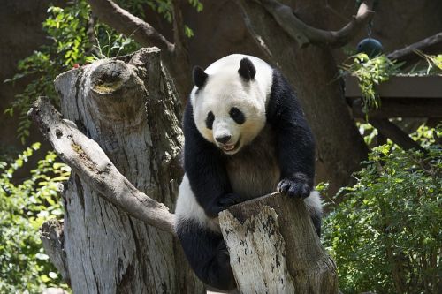 Panda, Turėti, Laukinė Gamta, Zoologijos Sodas, Mielas, Kinija, Žinduolis, Alpinizmas, Gamta, Gyvūnas, Juoda, Balta, Asija