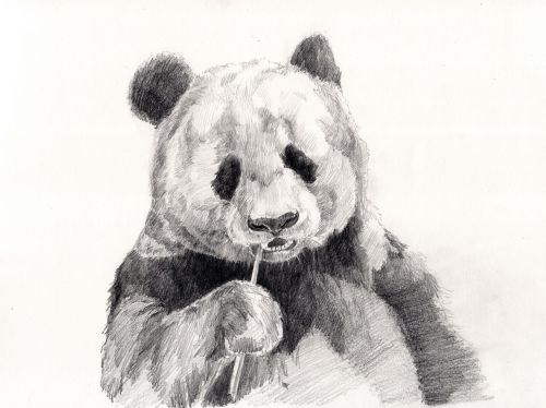 Panda,  Piešimas,  Pieštuko Pieštukas