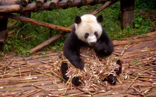 Panda, Gyvūnas, Zoologijos Sodas
