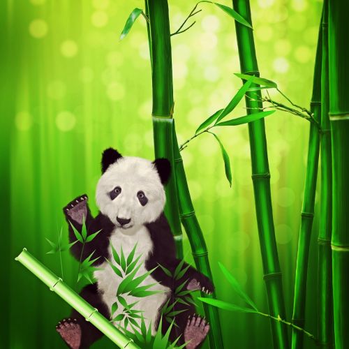 Pandos Lydinys, Panda, Gyvūnas, Bambukas, Bambuko Miškas, Turėti, Žolėdžius, Galvos Piešinys, Žinduolis, Gamta, Augalas, Maistas, Laukinis Gyvūnas, Kinija