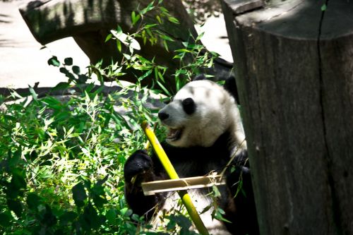 Panda,  Turėti,  Zoologijos Sodas,  Gamta,  Pandos Lydinys