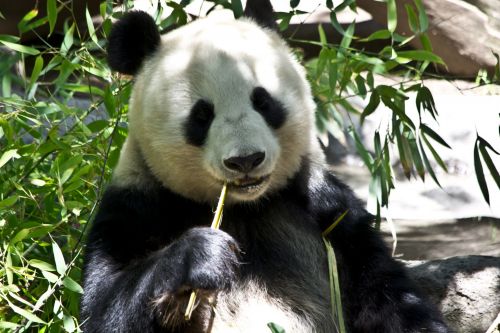 Panda,  Turėti,  Zoologijos Sodas,  Gamta,  Pandos Lydinys