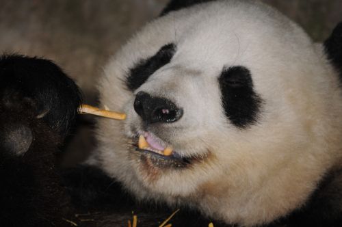 Panda,  Turėti,  Zoologijos Sodas,  Iš Arti,  Bambukas,  Valgymas,  Galva,  Veidas,  Pūkuotas,  Mielas,  Pandos Karoliukas Naudojasi Bambukais