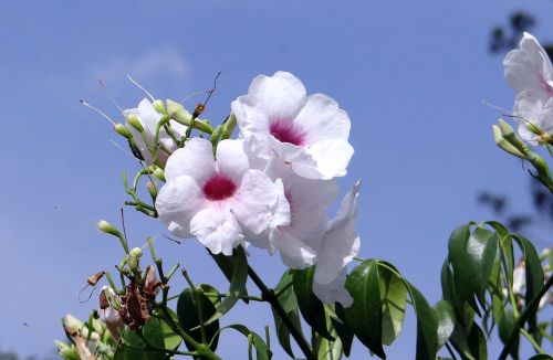 Pandorea Jasminoides, Bignoniaceae, Gėlė, Rožinis, Atogrąžų, Flora, Indija