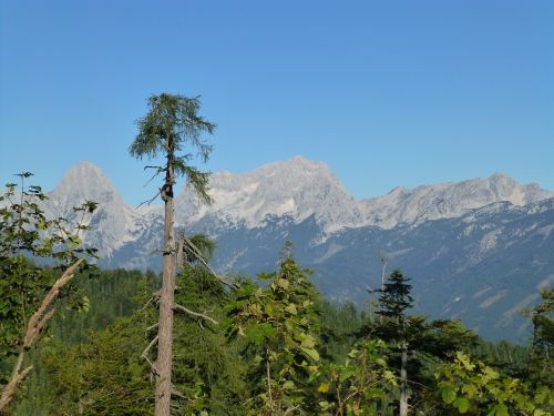 Panorama, Alpių, Kraštovaizdis, Gamta, Vaizdas, Austria, Kalnai, Miškas, Medžiai