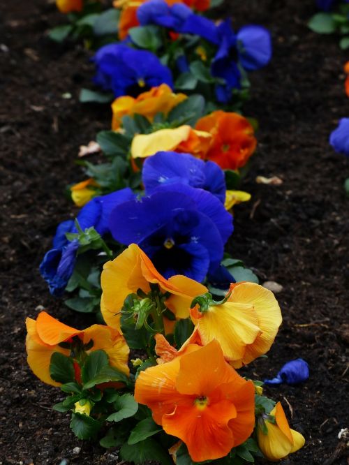 Pansy, Viola Wittrockiana, Gėlių Augalai, Violetinė, Altas, Violetinė Gamykla, Violaceae, Mėlynas, Oranžinė