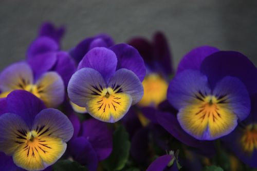 Pansy, Violetinė, Žemėlapis, Romantiškas, Pavasario Gėlė, Violetinė, Pavasaris, Violetinė Gamykla, Makro, Sodas, 400-500, Fonas, Gėlės