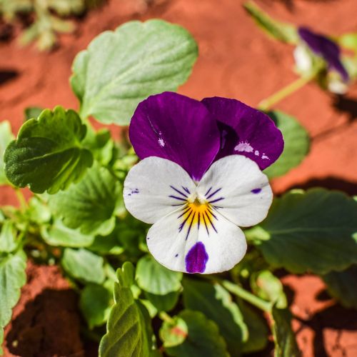 Pansy, Gėlė, Violetinė, Augalas, Žiedas, Pavasaris, Žydėti, Spalvinga, Sodas