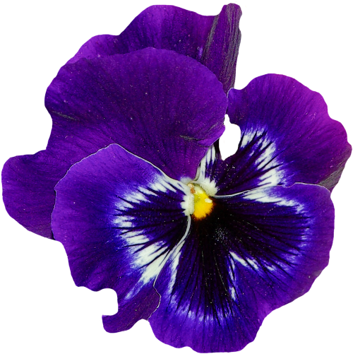 Pansy, Pavasaris, Gėlė, Žiedas, Žydėti, Mėlynas, Augalas, Violetinė, Violaceae, Pavasario Gėlė