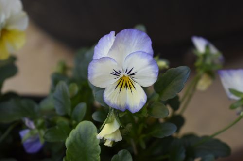 Pansy, Gėlė, Pavasaris