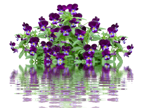 Pansy, Pavasaris, Gėlė, Žiedas, Žydėti, Violetinė, Violetinė, Gamta, Augalas, Mėlynas, Violaceae, Pavasario Gėlė
