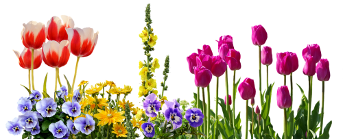 Pansy, Tulpės, Pavasaris, Gėlės, Geliu Lova, Augalas, Gamta