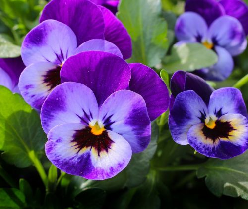 Pansy, Gėlės, Augalas, Gamta, Pavasaris, Violetinė, Žiedas, Žydėti