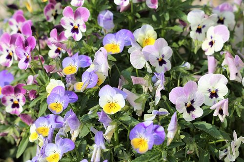 Našlaitės,  Viola Tricolor,  Gėlė,  Pavasaris,  Gėlių,  Spalvinga,  Floros,  Pobūdį,  Žydi,  Lauko