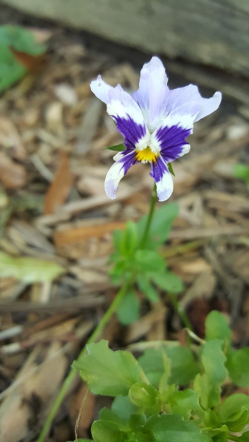 Našlaitės,  Gėlė,  Violetinė