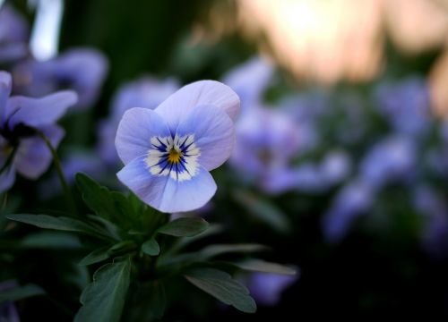 Pansy, Gėlės, Violetinė, Spalvinga, Žiedas, Žydėti, Pavasaris, Augalas, Gamta, Žydėti, Violetinė