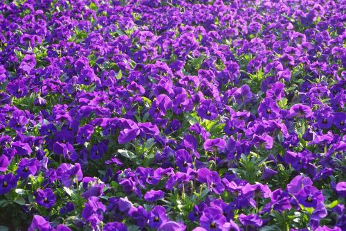 Pansy, Gėlės, Blütenmeer, Viola Wittrockiana, Violetinė, Violetinė, Gėlių Augalai, Dekoratyviniai Augalai, Violaceae