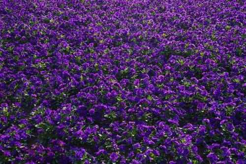Pansy, Gėlės, Blütenmeer, Viola Wittrockiana, Violetinė, Violetinė, Gėlių Augalai, Dekoratyviniai Augalai, Violaceae
