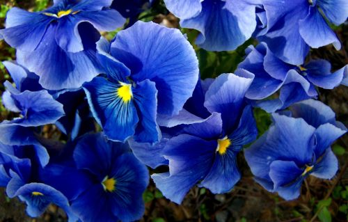 Pansy, Mėlynas, Pavasario Gėlė