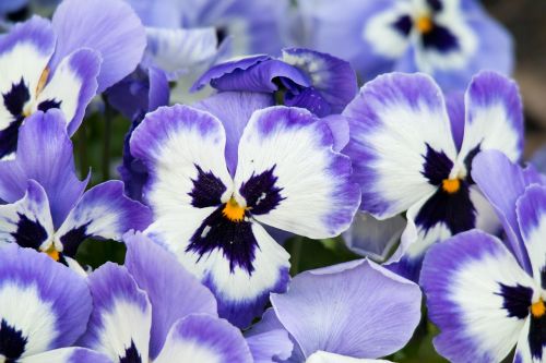Pansy, Violetinė, Gėlės, Violetinė, Pavasaris, Blütenmeer