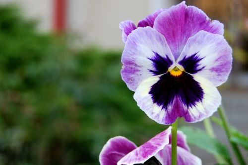 Pansy,  Gėlė,  Pavasaris