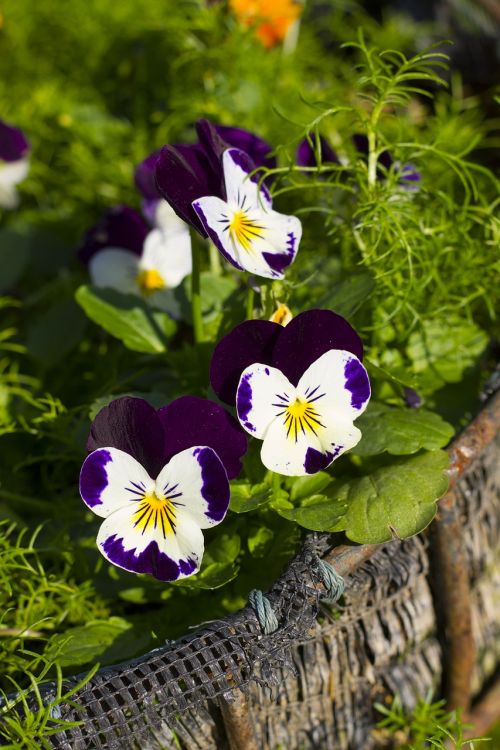 Vaikiškos Gėlės, Gėlė, Flora, Spalvinga, Žydėti