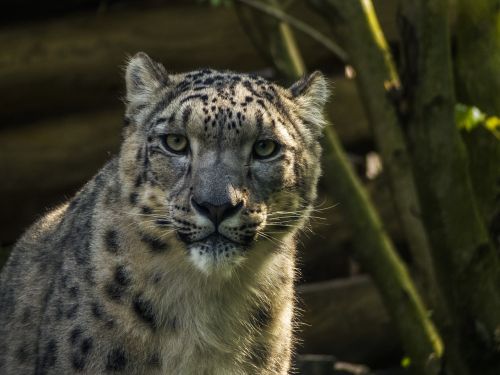 Panther, Zoologijos Sodas, Kačių, Sniego Leopardas, Atrodo