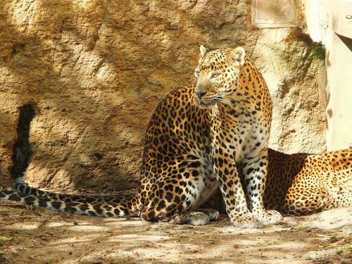 Sri Lanka Pantera, Panther, Panther Ceylan