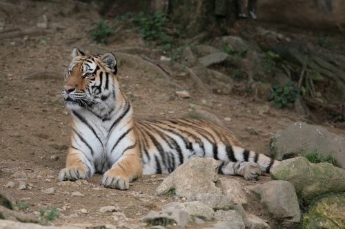 Panthera Tigris, Tigras, Seulas Zoologijos Sode