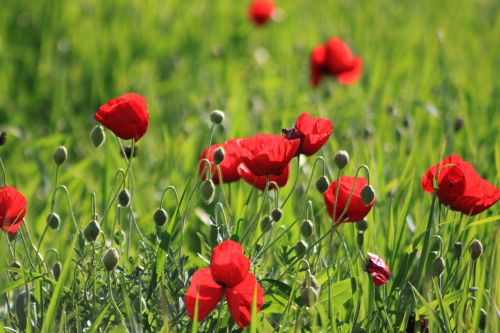 Papaver Rhoeas, Gėlė, Raudona, Žalias, Doga, Pavasaris, Mardin, Gėlės