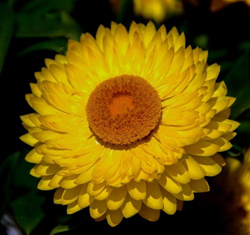 Popierinis Daisy, Amžinas, Gėlė, Geltona, Oranžinė, Sodas, Gimtoji, Queensland, Australia