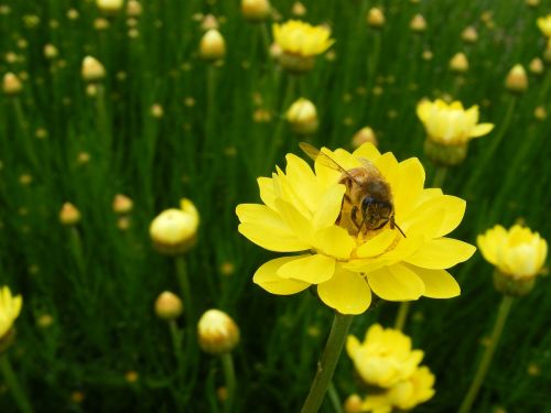 Popierinis Daisy, Geltona, Daisy, Popierius, Bičių, Gėlės, Pavasaris, Žiedadulkės, Užsiėmes, Darbo, Medus, Medaus Bitė