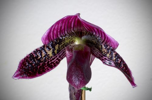 Paphiopedilum, Orchidėja, Žydėti, Gėlė