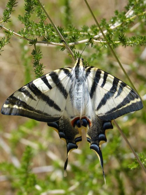 Papilio Machaon, Drugelio Karalienė, Machaon, Grožis