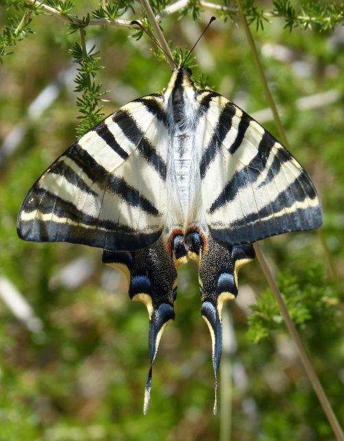 Papilio Machaon, Drugelio Karalienė, Machaon, Grožis