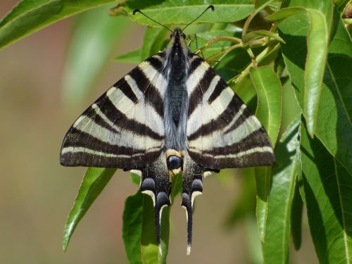 Papilio Machaon, Drugelio Karalienė, Machaon, Migdolų Medis, Išsamiai, Grožis