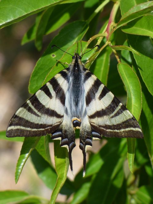 Papilio Machaon, Drugelio Karalienė, Machaon, Migdolų Medis, Išsamiai, Grožis