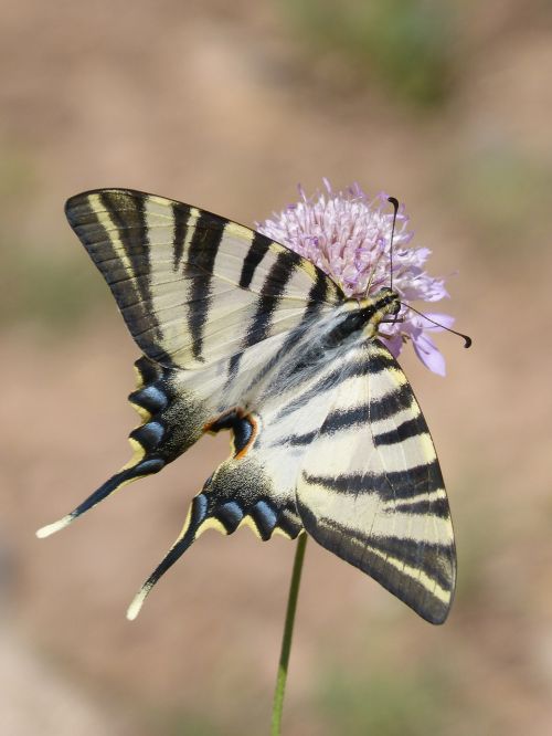 Papilio Machaon, Drugelis, Machaon, Papallona Queen, Libar, Laukinė Gėlė, Grožis