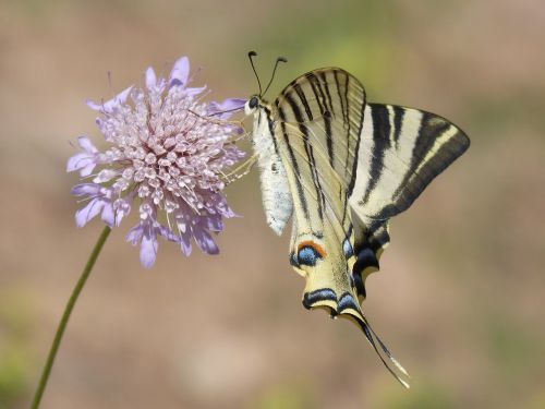 Papilio Machaon, Drugelis, Machaon, Papallona Queen, Libar, Laukinė Gėlė, Grožis
