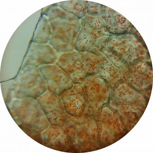 Paprika, Vaisių Dubuo, Chromoplastai, Mikroskopo Vaizdas, Augalų Ląstelės, Augalų Ląstelė